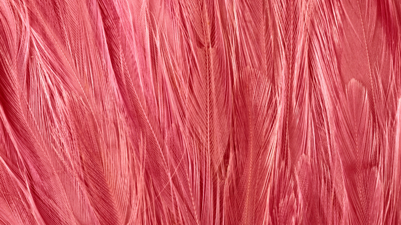 Обои розовый, красный цвет, шерстяные вещи, пурпурный цвет, ткань в разрешении 1280x720