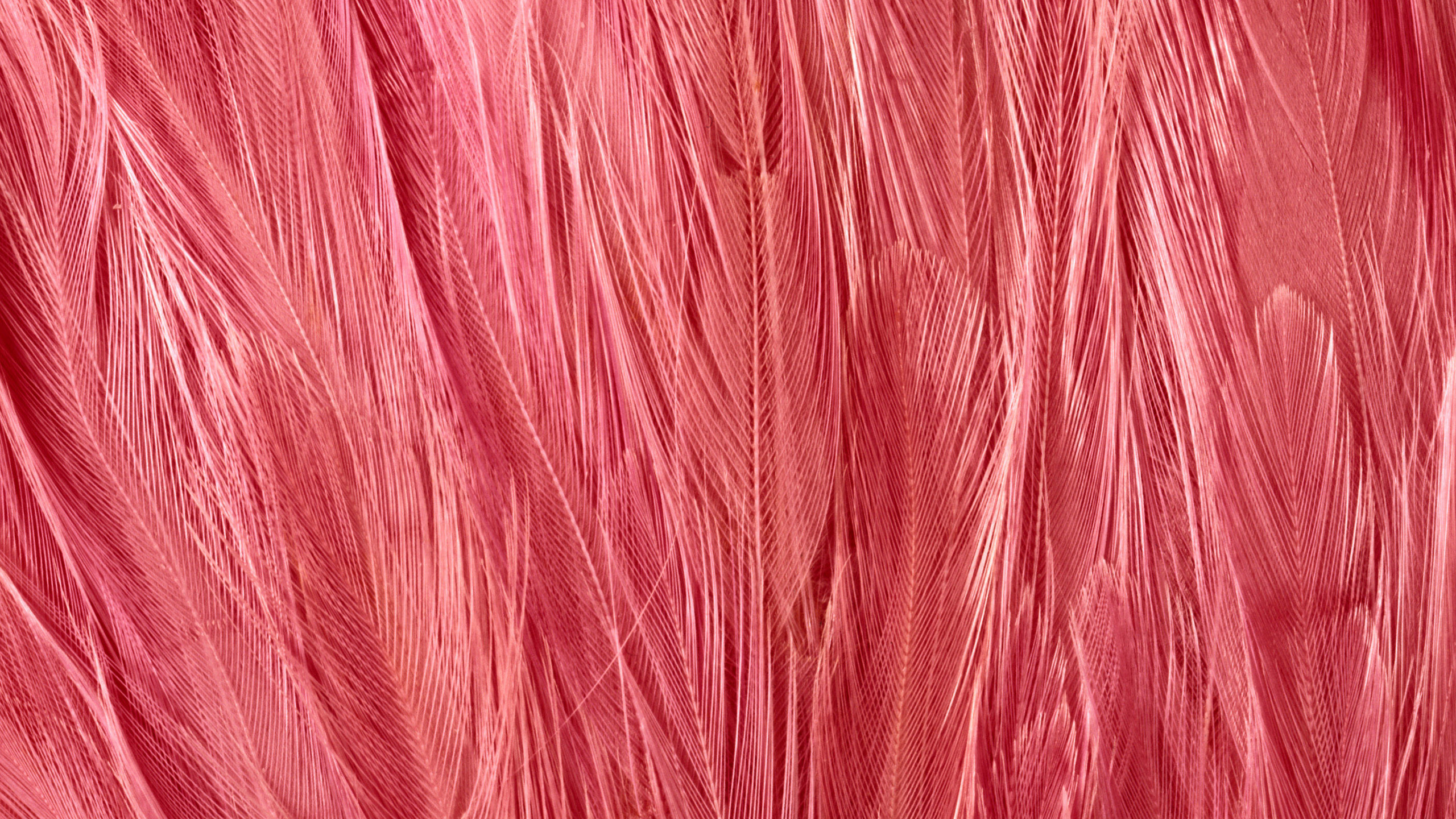 Обои розовый, красный цвет, шерстяные вещи, пурпурный цвет, ткань в разрешении 2560x1440