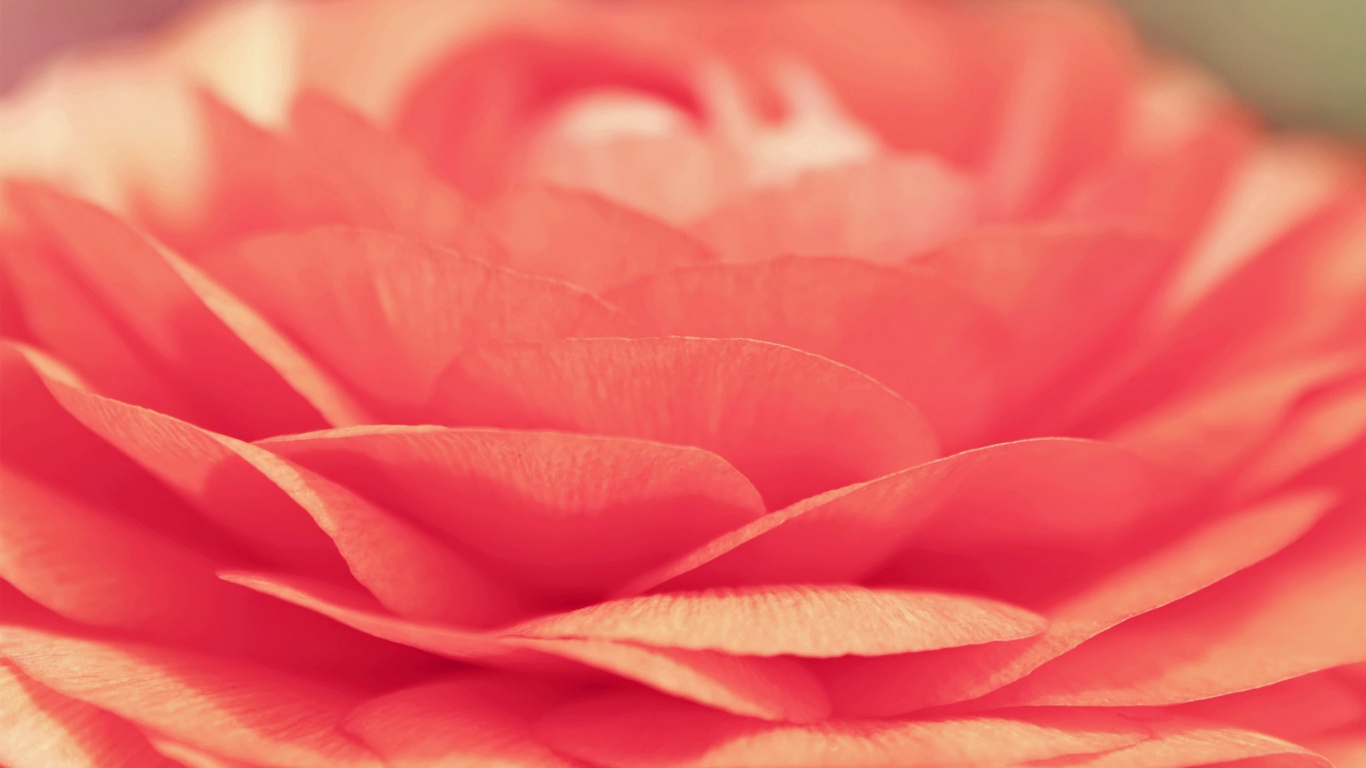 Обои цветок, Роза, лепесток, розовый, красный цвет в разрешении 1366x768