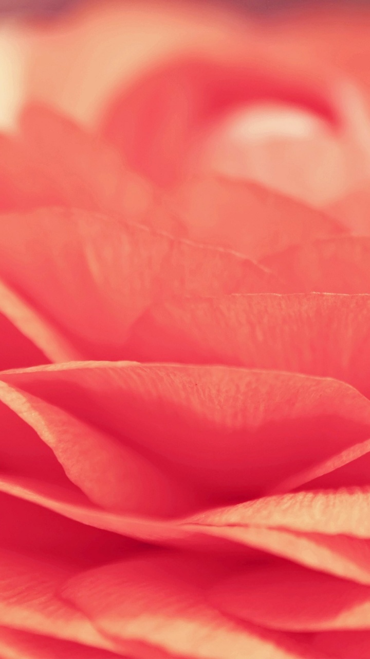 Обои цветок, Роза, лепесток, розовый, красный цвет в разрешении 720x1280