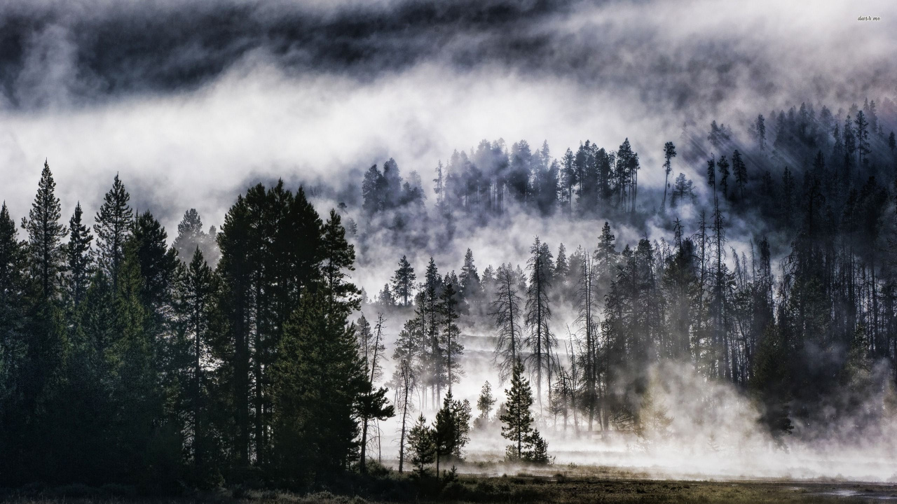 Обои природа, пейзаж, древесные растения, дикая местность, дерево в разрешении 1280x720