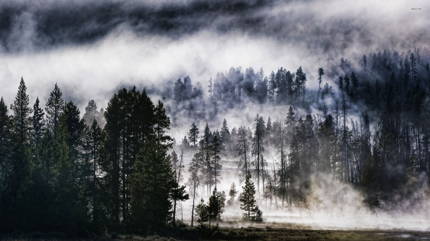 Обои природа, пейзаж, древесные растения, дикая местность, дерево в разрешении 1366x768