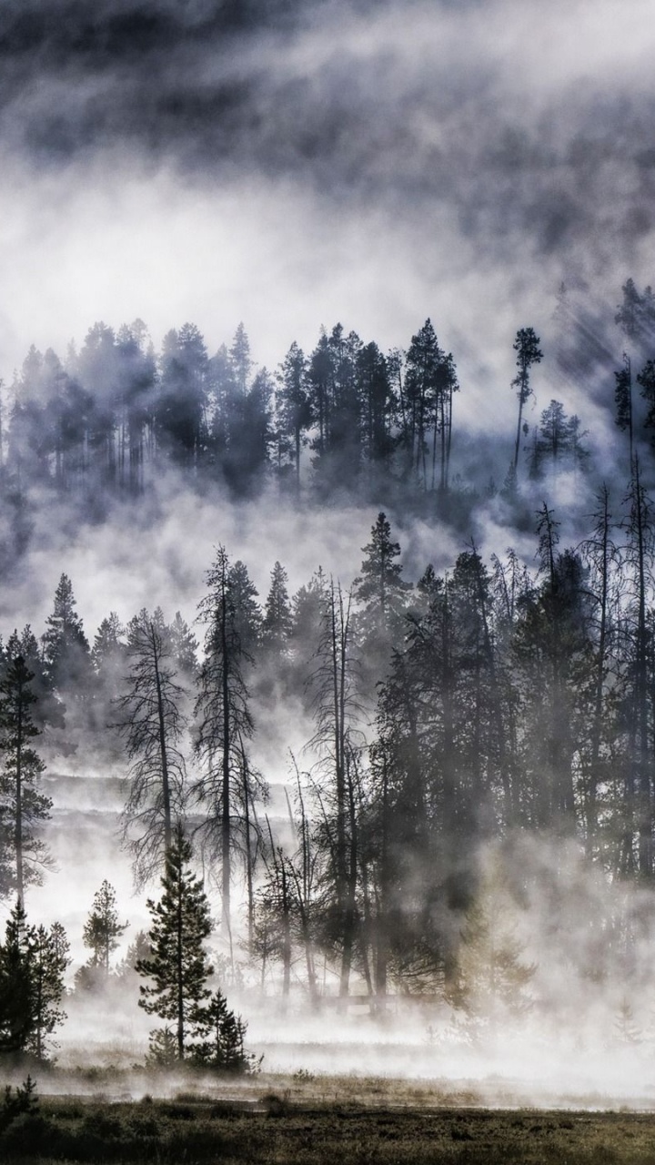 Обои природа, пейзаж, древесные растения, дикая местность, дерево в разрешении 720x1280