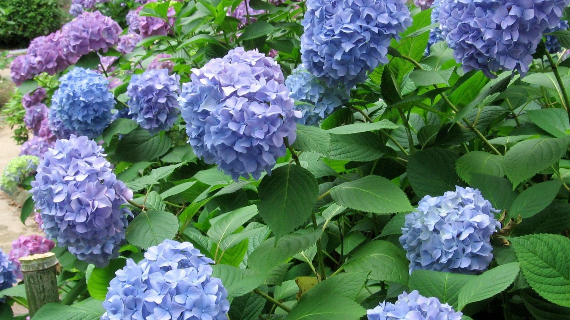 Обои цветковое растение, hydrangeaceae, растение, cornales, однолетнее растение в разрешении 1920x1080