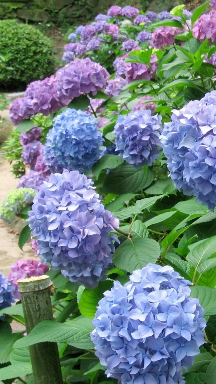Обои цветковое растение, hydrangeaceae, растение, cornales, однолетнее растение в разрешении 720x1280
