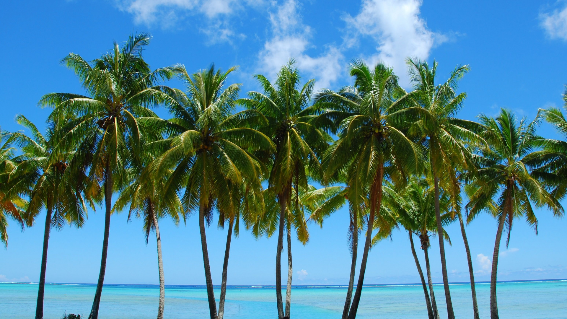 Обои пальмовые рощи, дерево, Пальма, растительность, тропическая зона в разрешении 1920x1080