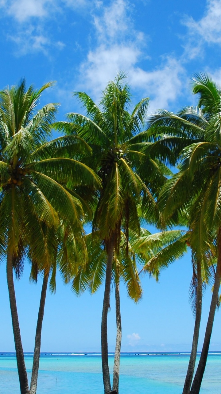Обои пальмовые рощи, дерево, Пальма, растительность, тропическая зона в разрешении 720x1280