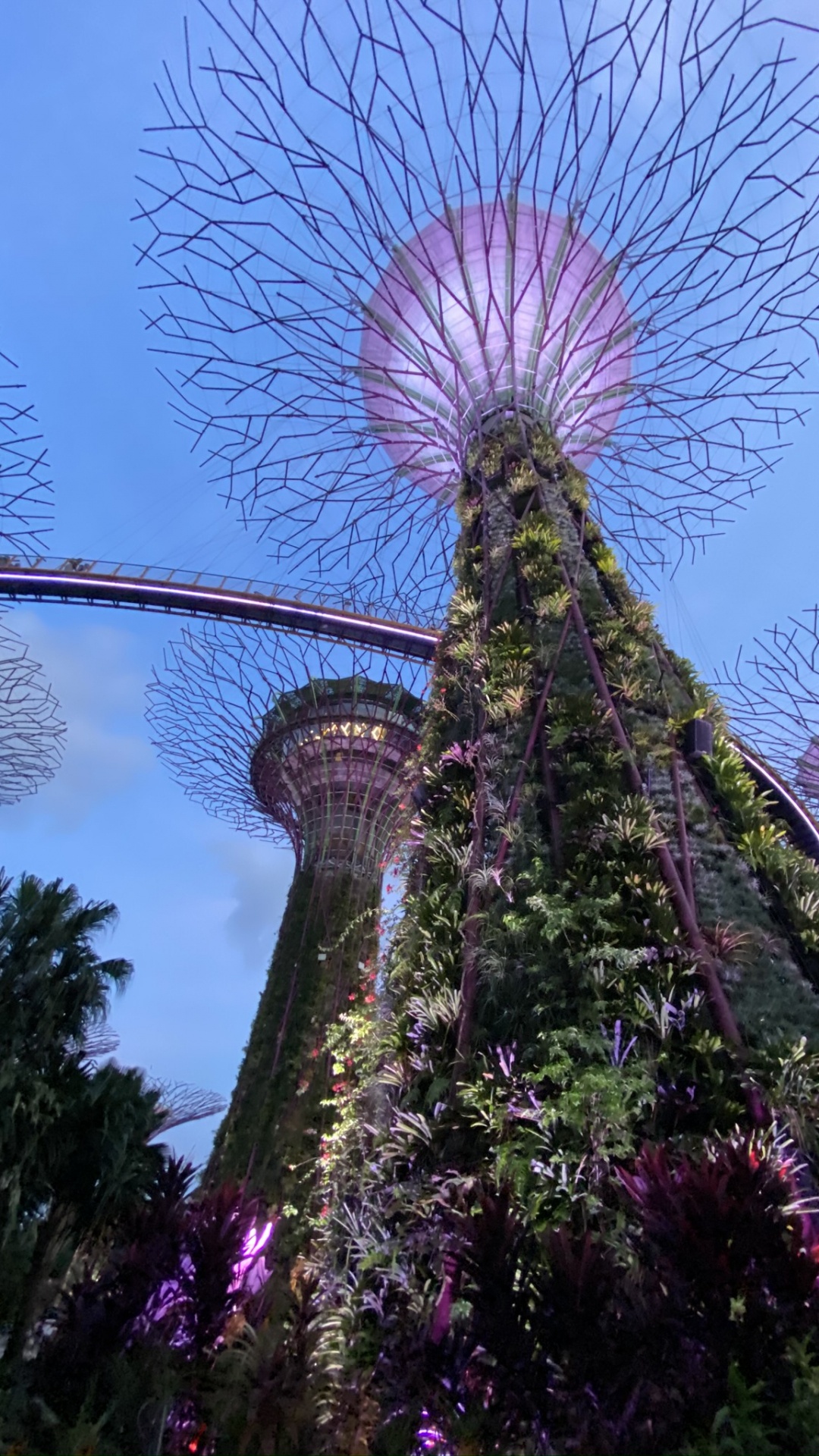 Обои Сингапур, цветок, цветковое растение, Ботанический сад, сад в разрешении 1080x1920