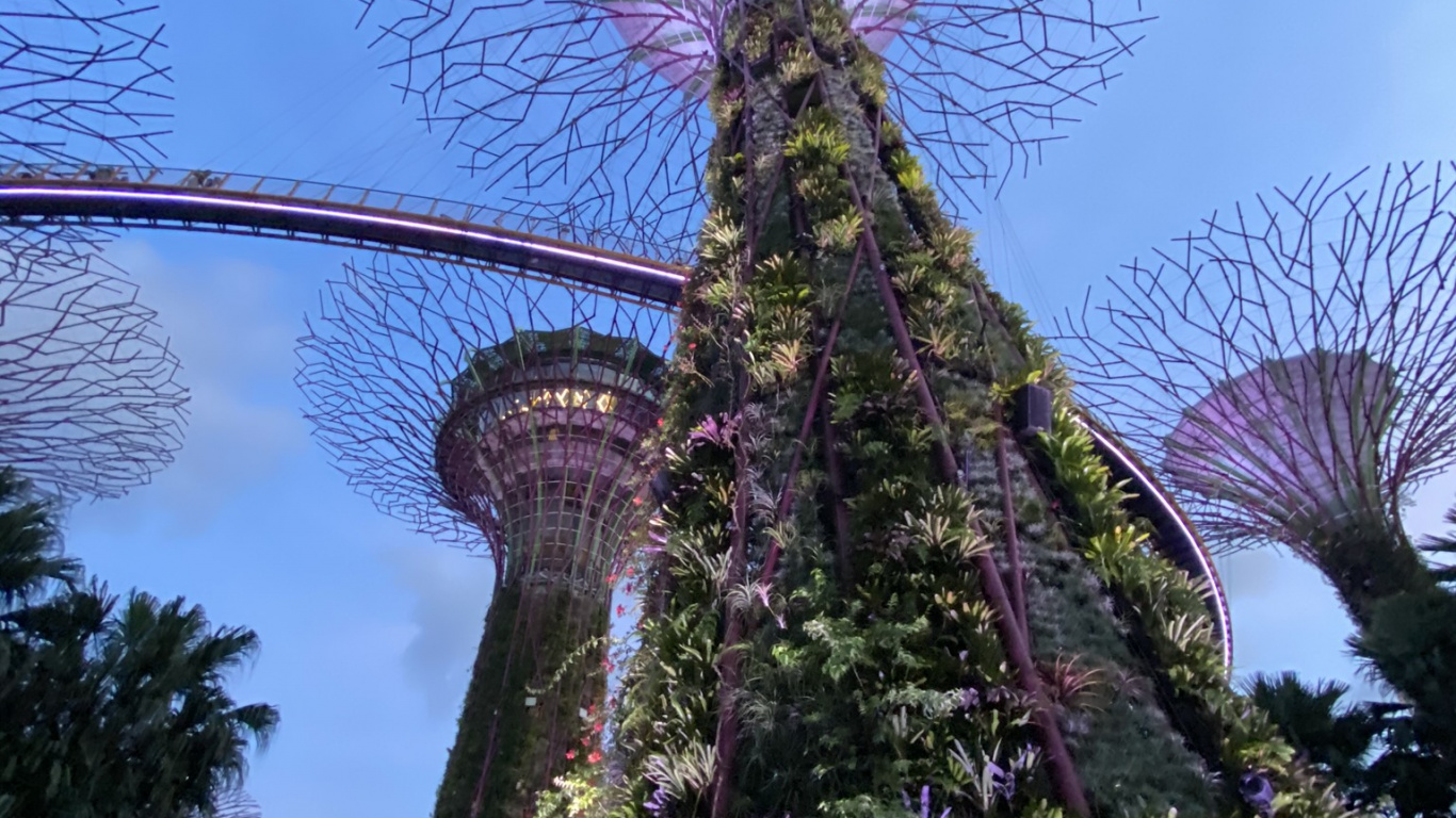 Обои Сингапур, цветок, цветковое растение, Ботанический сад, сад в разрешении 1366x768