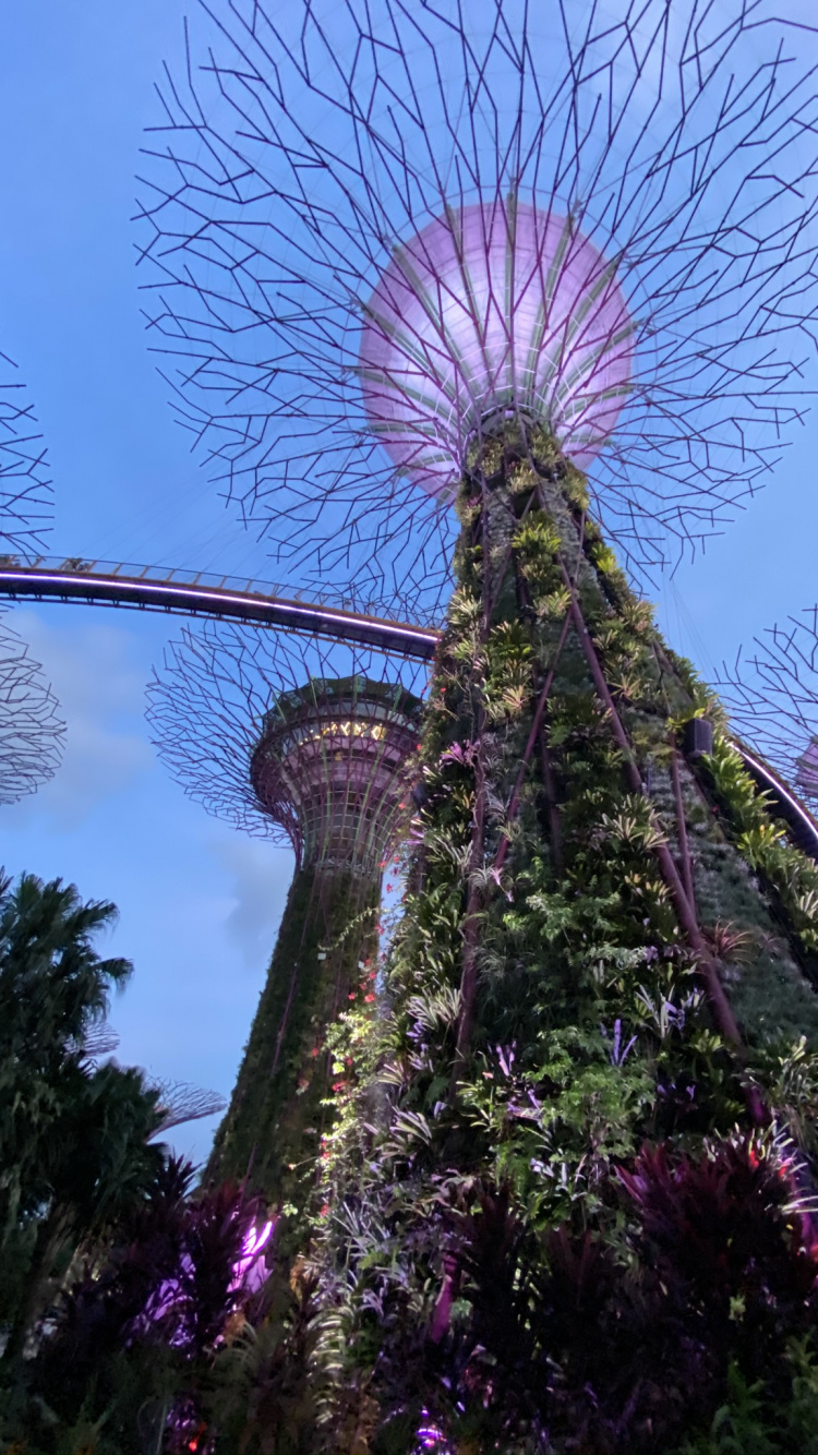 Обои Сингапур, цветок, цветковое растение, Ботанический сад, сад в разрешении 750x1334