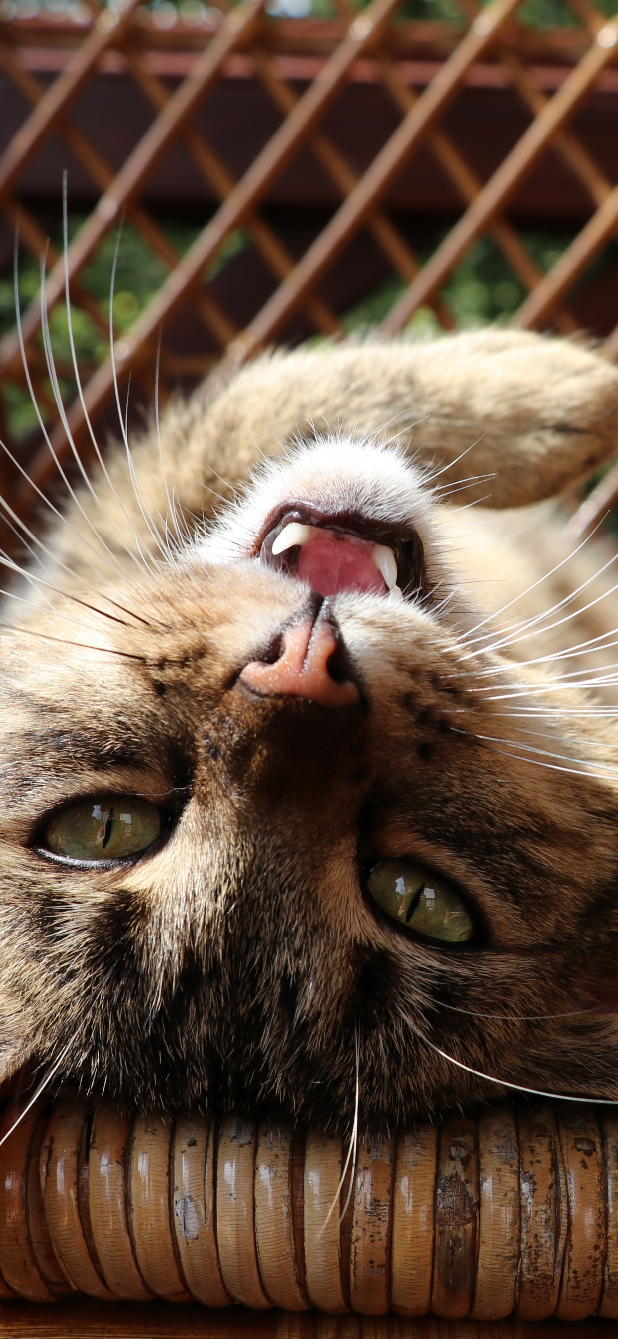 Обои кот, бакенбарды, морда, кошачьих, кошки малого и среднего размера в разрешении 1242x2688