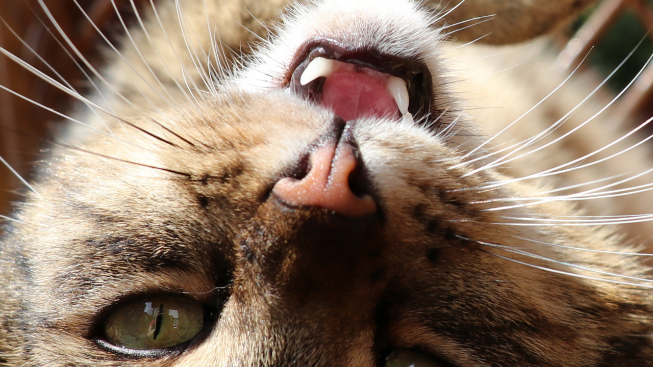 Обои кот, бакенбарды, морда, кошачьих, кошки малого и среднего размера в разрешении 1280x720