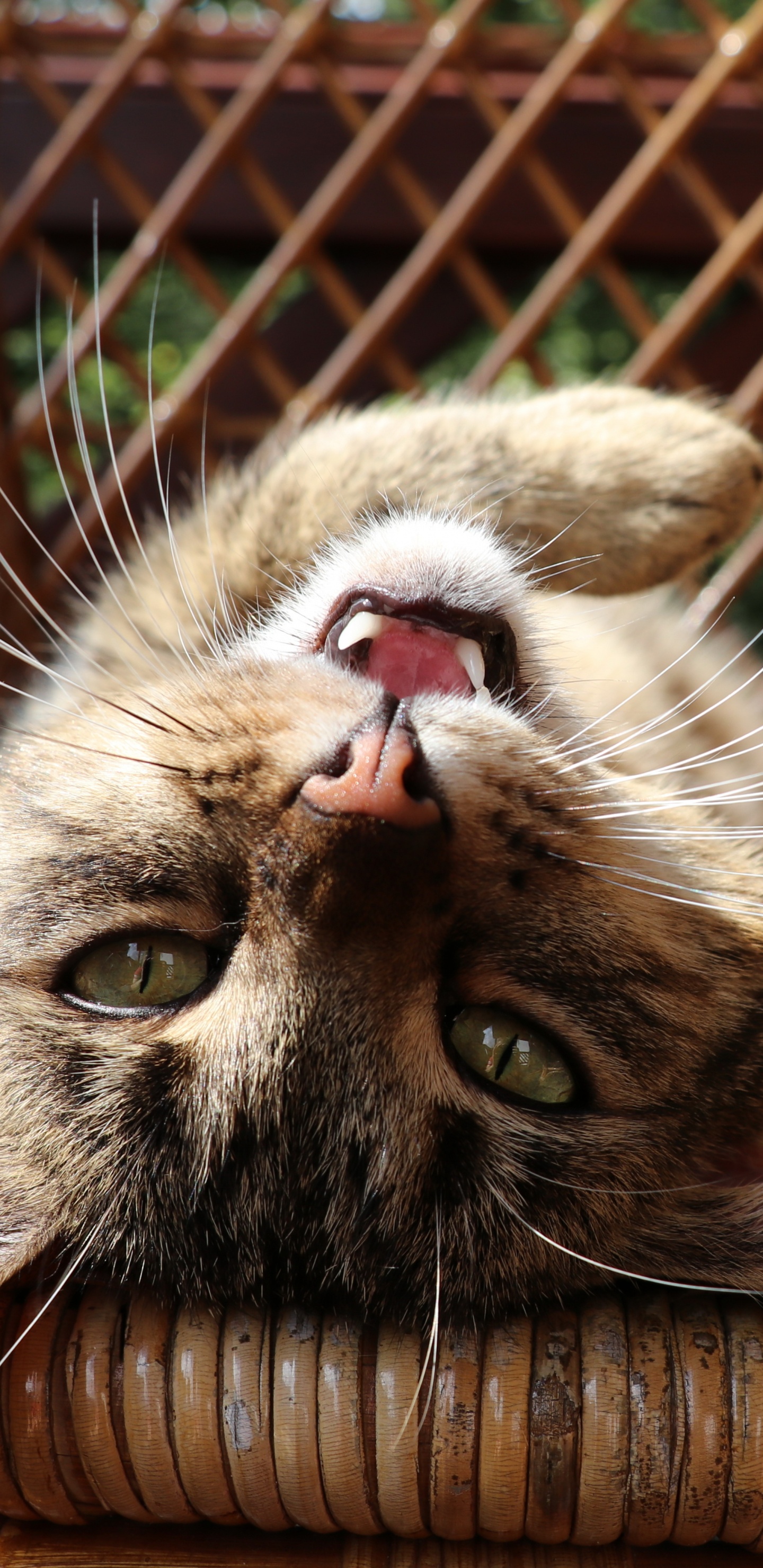 Обои кот, бакенбарды, морда, кошачьих, кошки малого и среднего размера в разрешении 1440x2960