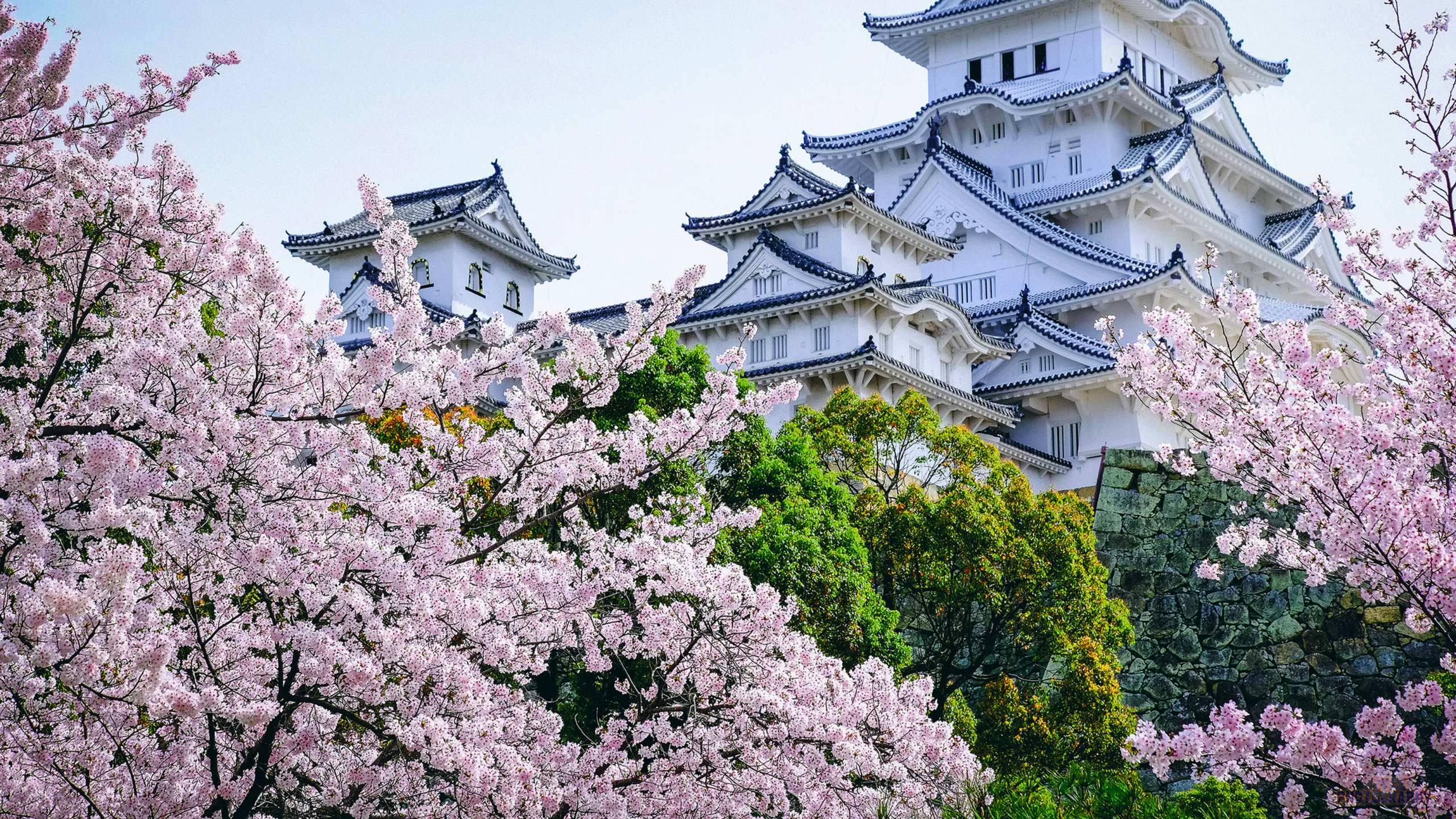 Обои Замок Химэдзи, замок, Японский замок, цветок, расцвет в разрешении 2560x1440