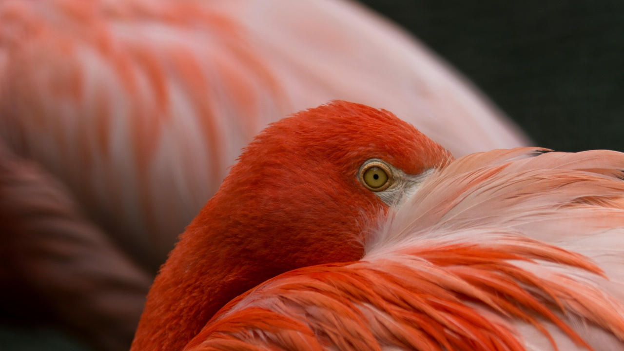 Обои фламинго, птица, клюв, водоплавающие птицы, оранжевый в разрешении 1280x720