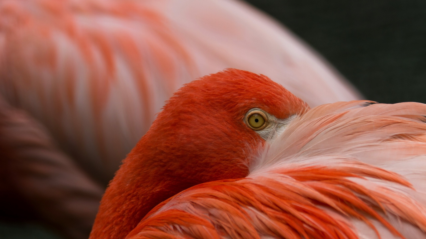 Обои фламинго, птица, клюв, водоплавающие птицы, оранжевый в разрешении 1366x768