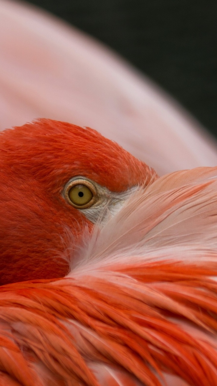 Обои фламинго, птица, клюв, водоплавающие птицы, оранжевый в разрешении 720x1280