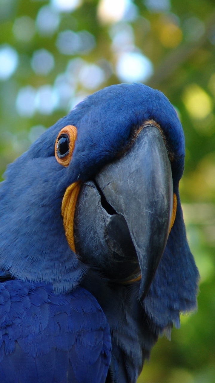 Обои гиацинтовый Ара, Скарлет Ара, Ара, птица, клюв в разрешении 720x1280