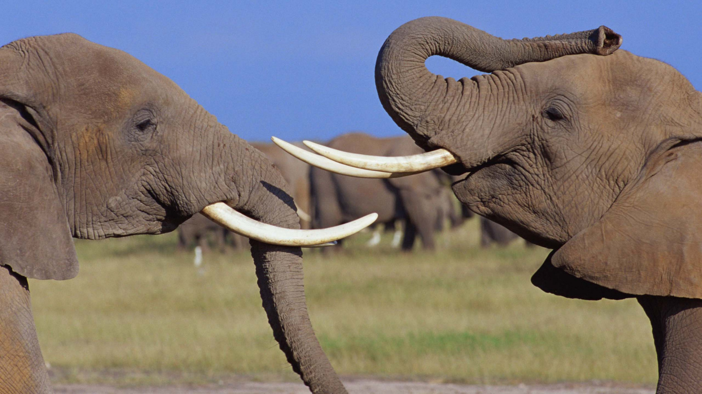 Обои Слон, слоны и мамонты, наземные животные, индийский слон, живая природа в разрешении 1366x768