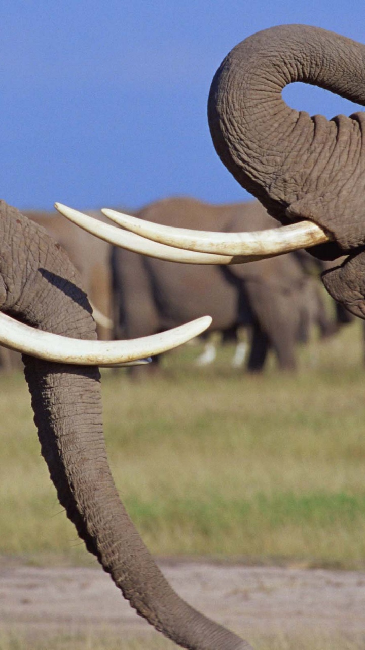 Обои Слон, слоны и мамонты, наземные животные, индийский слон, живая природа в разрешении 720x1280