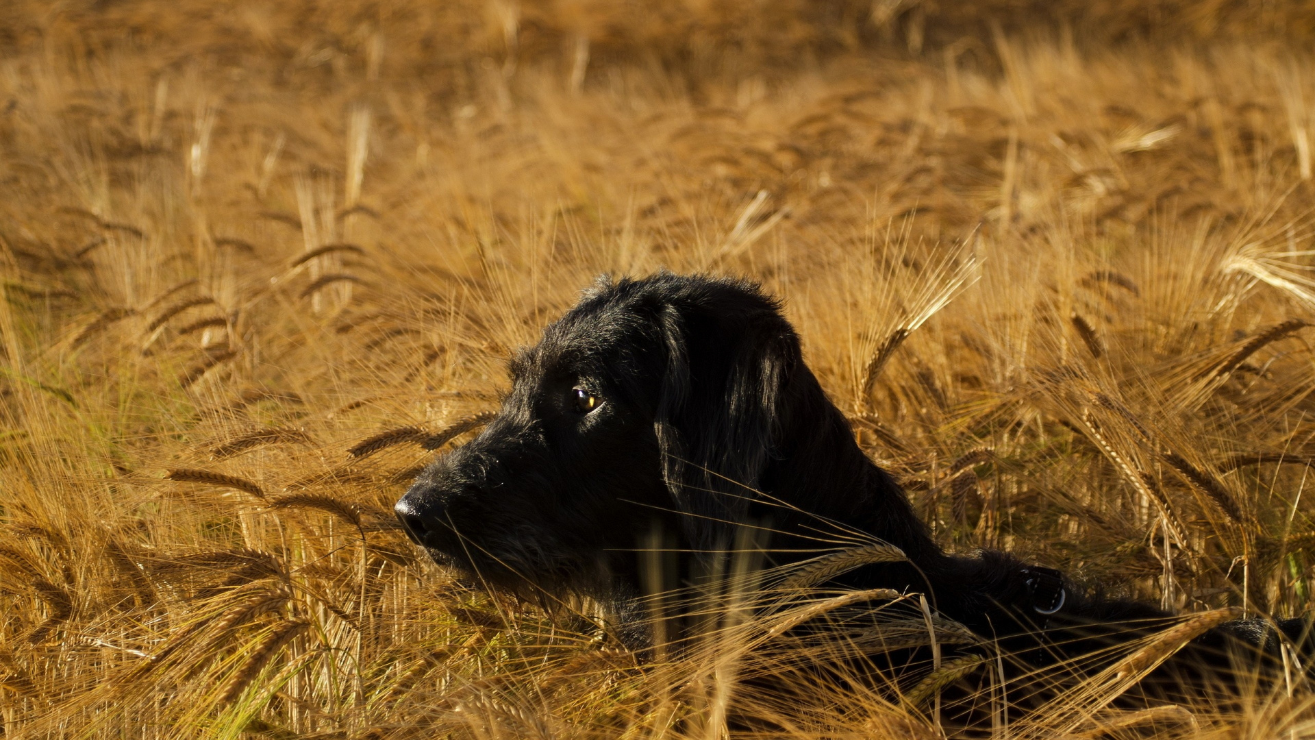 Обои охотничья собака, семейство травы, живая природа, Саванна, животные в разрешении 1920x1080
