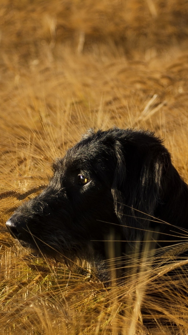 Обои охотничья собака, семейство травы, живая природа, Саванна, животные в разрешении 720x1280