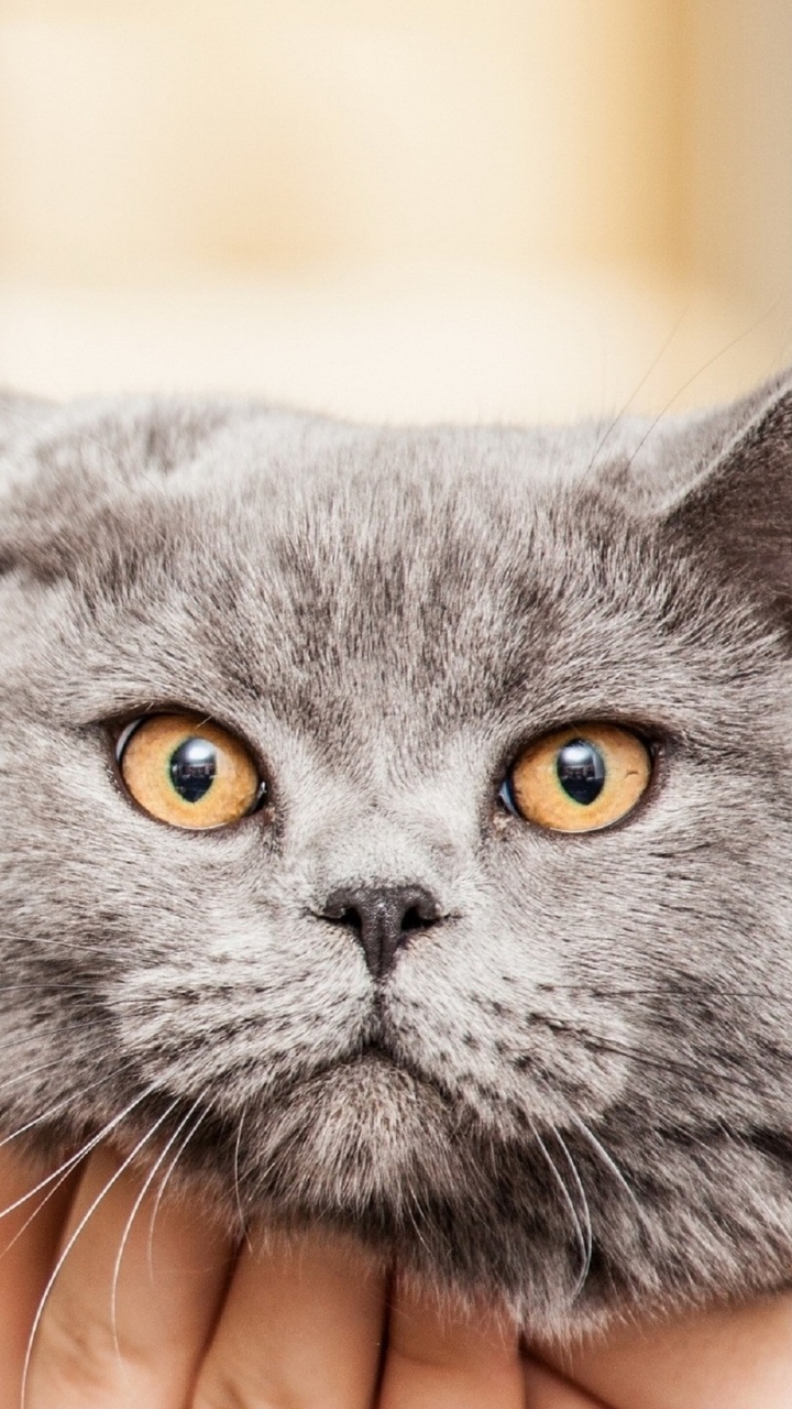 Обои кот, бакенбарды, морда, глаз, шартрез в разрешении 720x1280