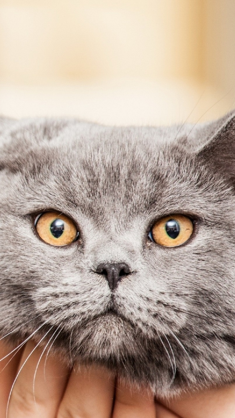 Обои кот, бакенбарды, морда, глаз, шартрез в разрешении 750x1334