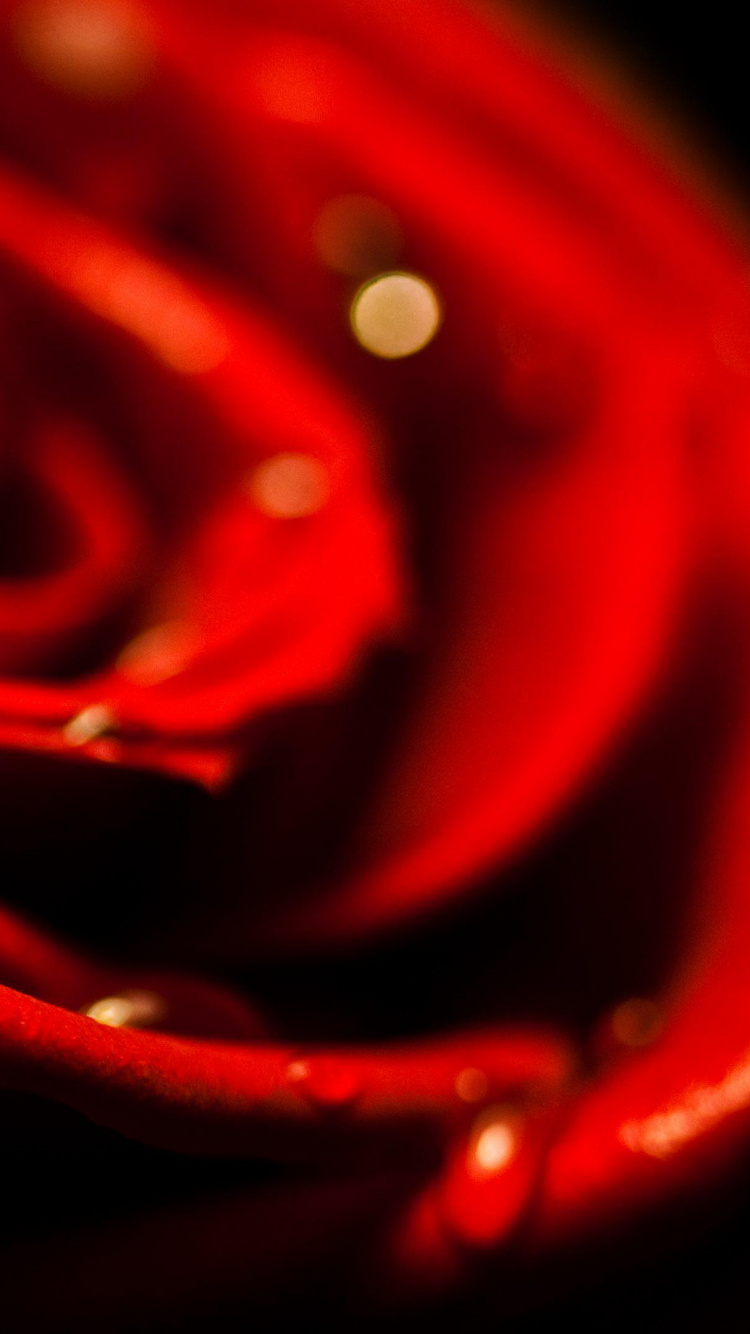 Обои Роза, сад роз, цветок, лепесток, гибридная чайная роза в разрешении 750x1334