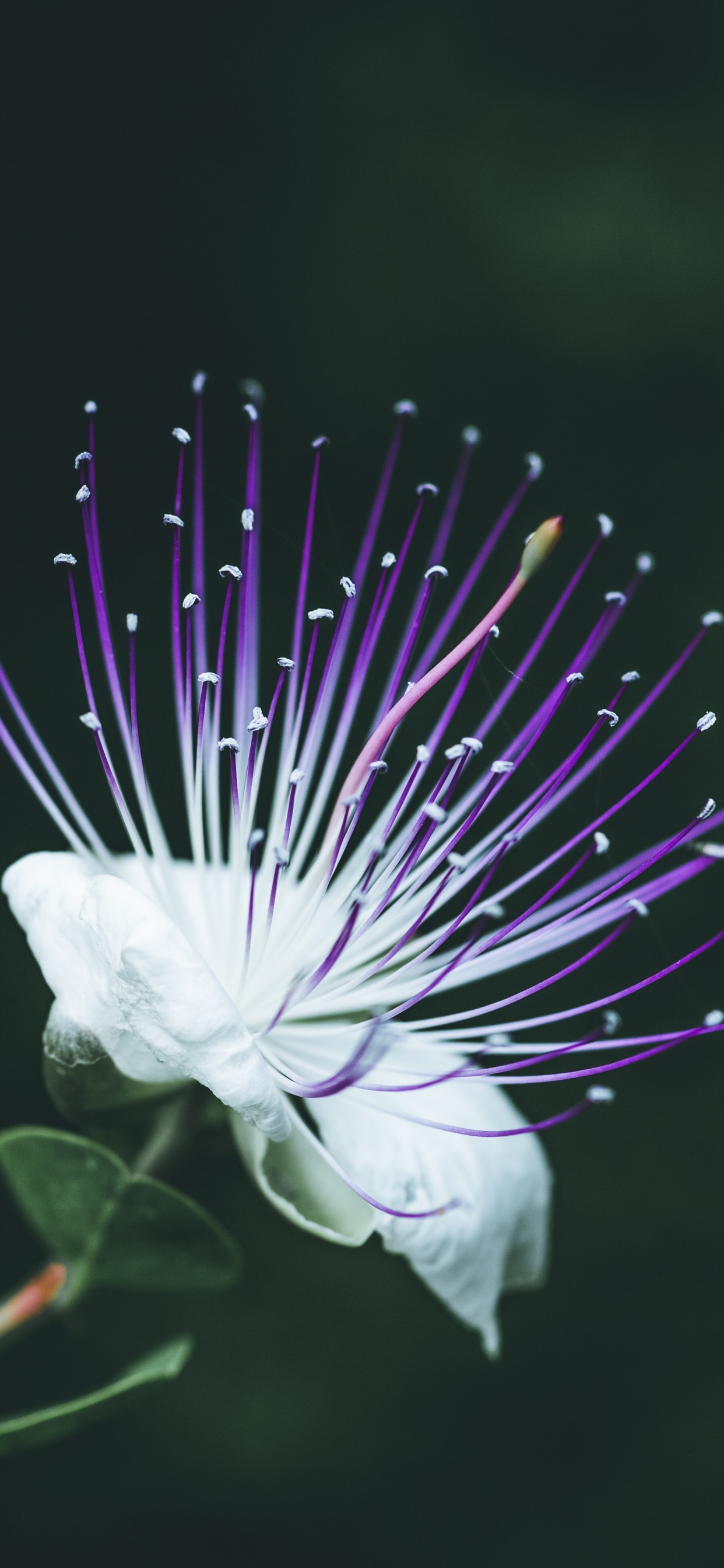 Обои крупный план, цветок, пурпур, растение, Фиолетовый в разрешении 1242x2688