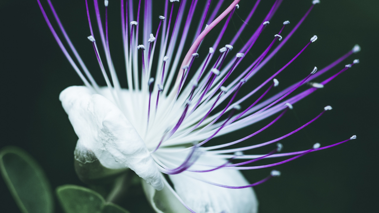 Обои крупный план, цветок, пурпур, растение, Фиолетовый в разрешении 1280x720