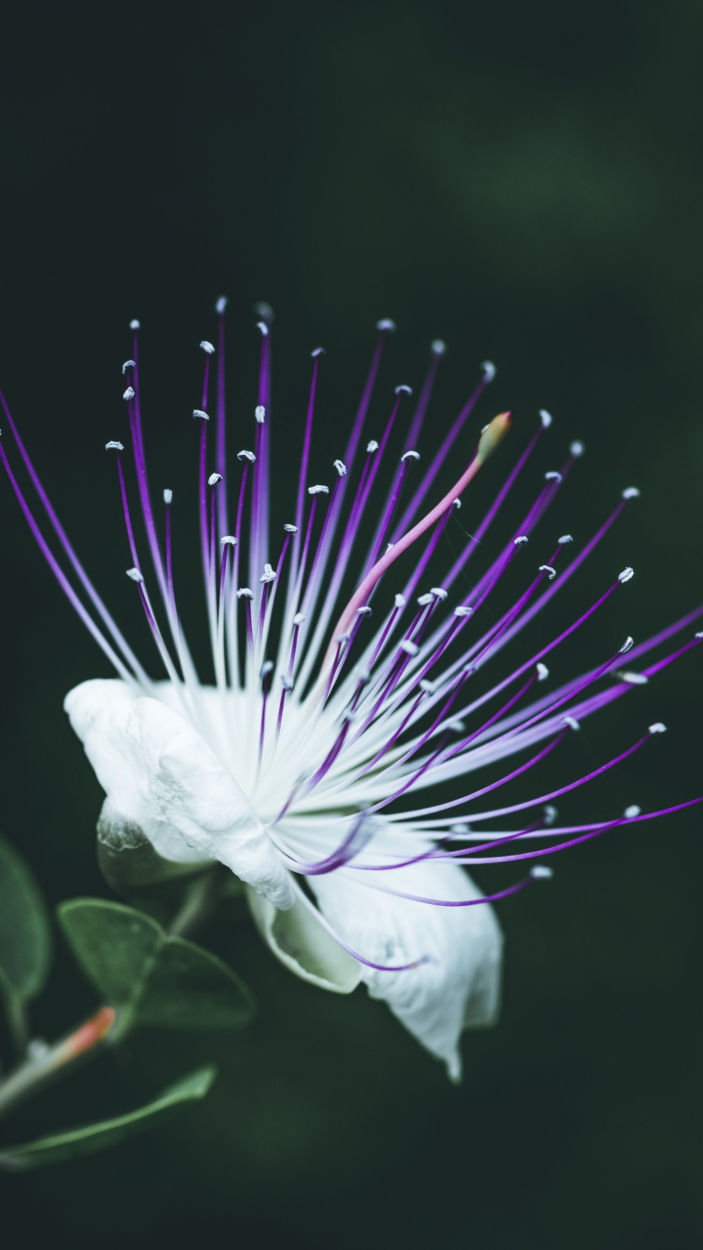 Обои крупный план, цветок, пурпур, растение, Фиолетовый в разрешении 1440x2560