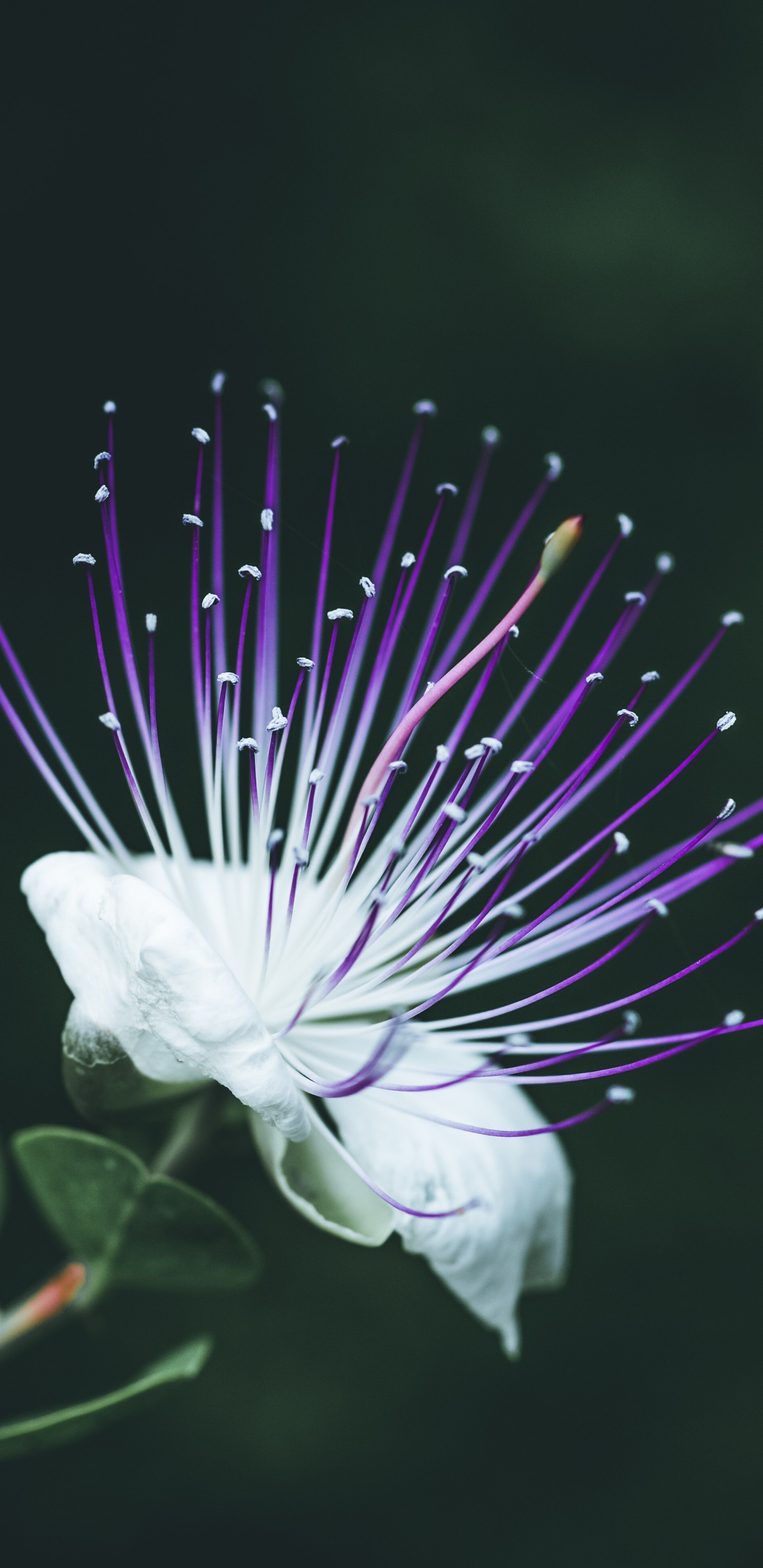 Обои крупный план, цветок, пурпур, растение, Фиолетовый в разрешении 1440x2960