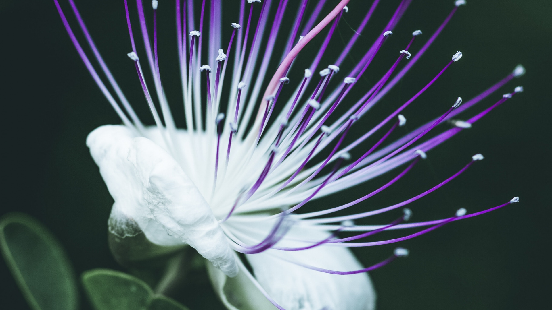 Обои крупный план, цветок, пурпур, растение, Фиолетовый в разрешении 1920x1080