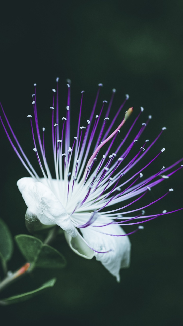 Обои крупный план, цветок, пурпур, растение, Фиолетовый в разрешении 720x1280