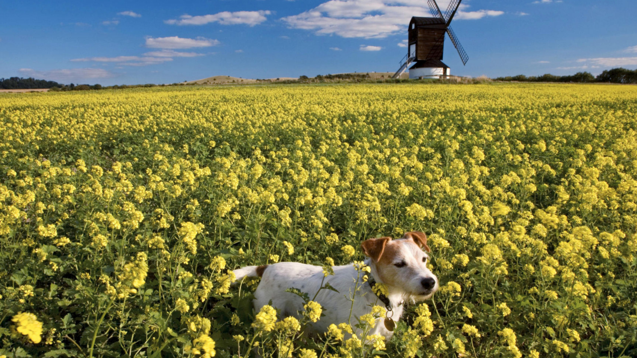 Обои поле для собак, пес, цветок, растение, ветряная мельница в разрешении 1280x720