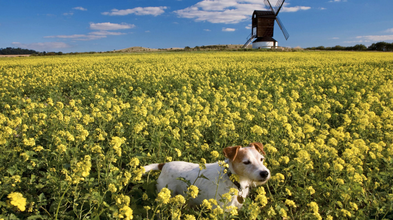 Обои поле для собак, пес, цветок, растение, ветряная мельница в разрешении 1366x768