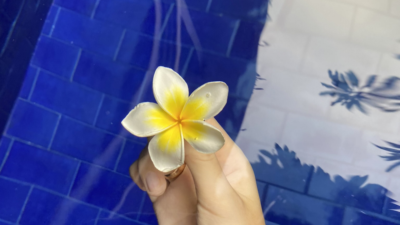 Обои синий кобальт, лепесток, цветок, франжипани, мажорель синий в разрешении 1280x720