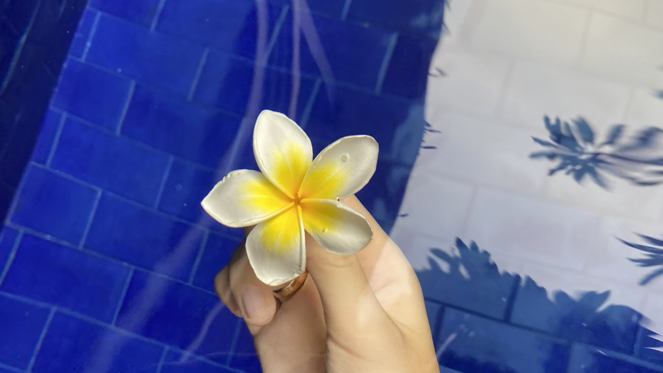 Обои синий кобальт, лепесток, цветок, франжипани, мажорель синий в разрешении 1366x768