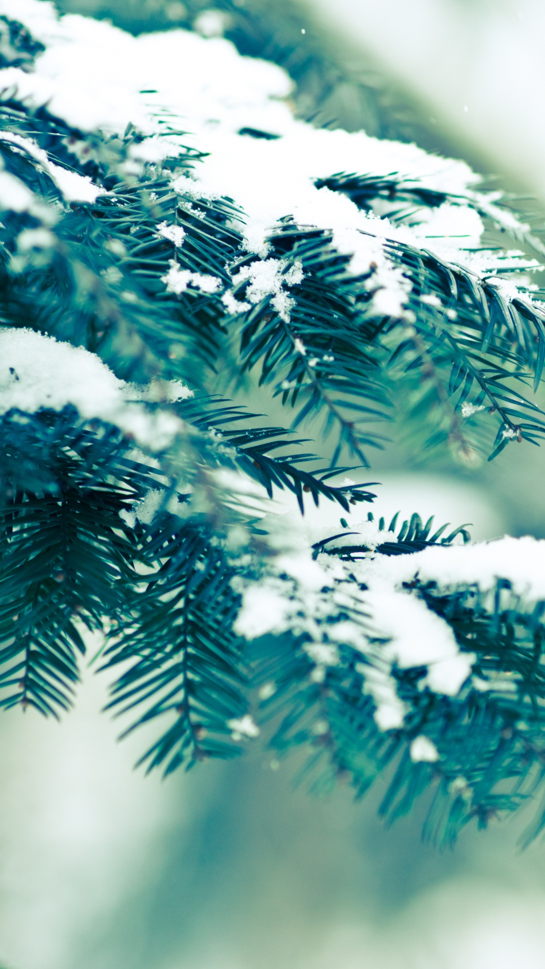 Обои зимнее солнцестояние, дерево, природа, ветвь, зима в разрешении 1080x1920