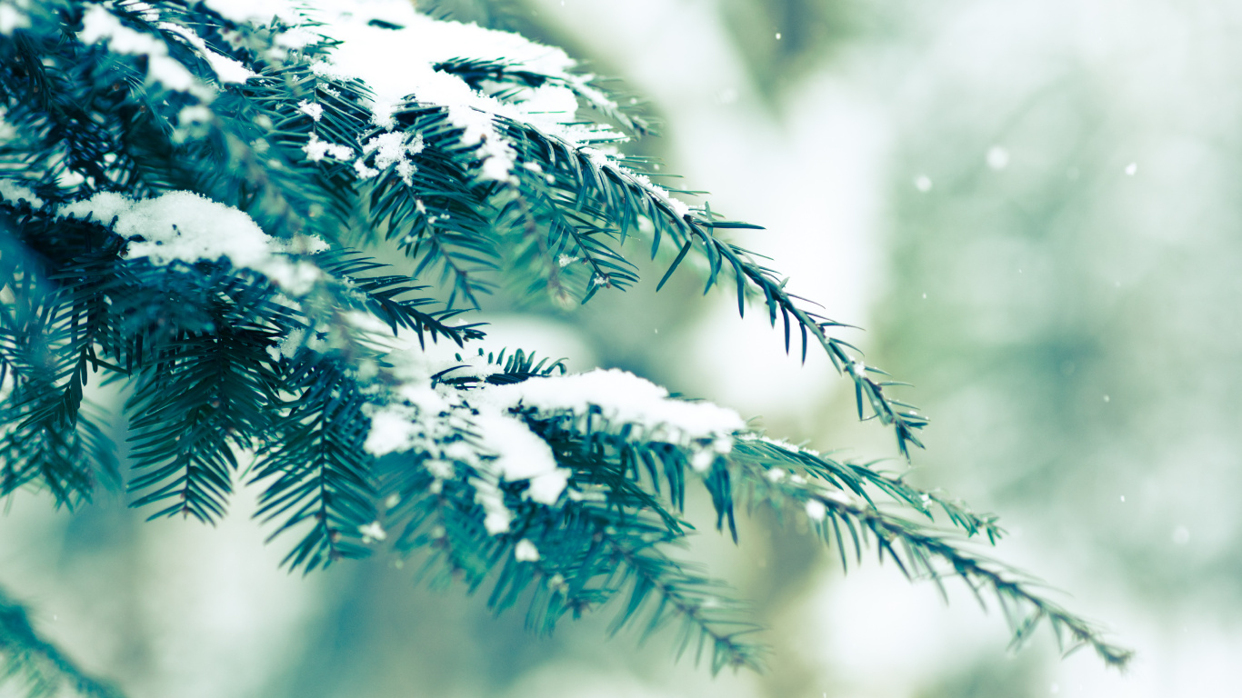 Обои зимнее солнцестояние, дерево, природа, ветвь, зима в разрешении 1366x768