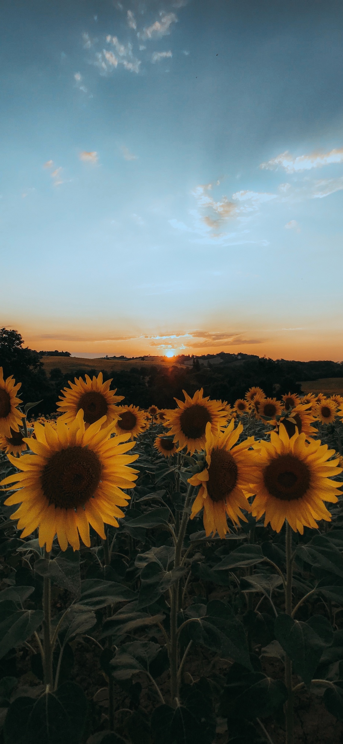 Обои подсолнечник, цветок, природа, желтый, растение в разрешении 1125x2436