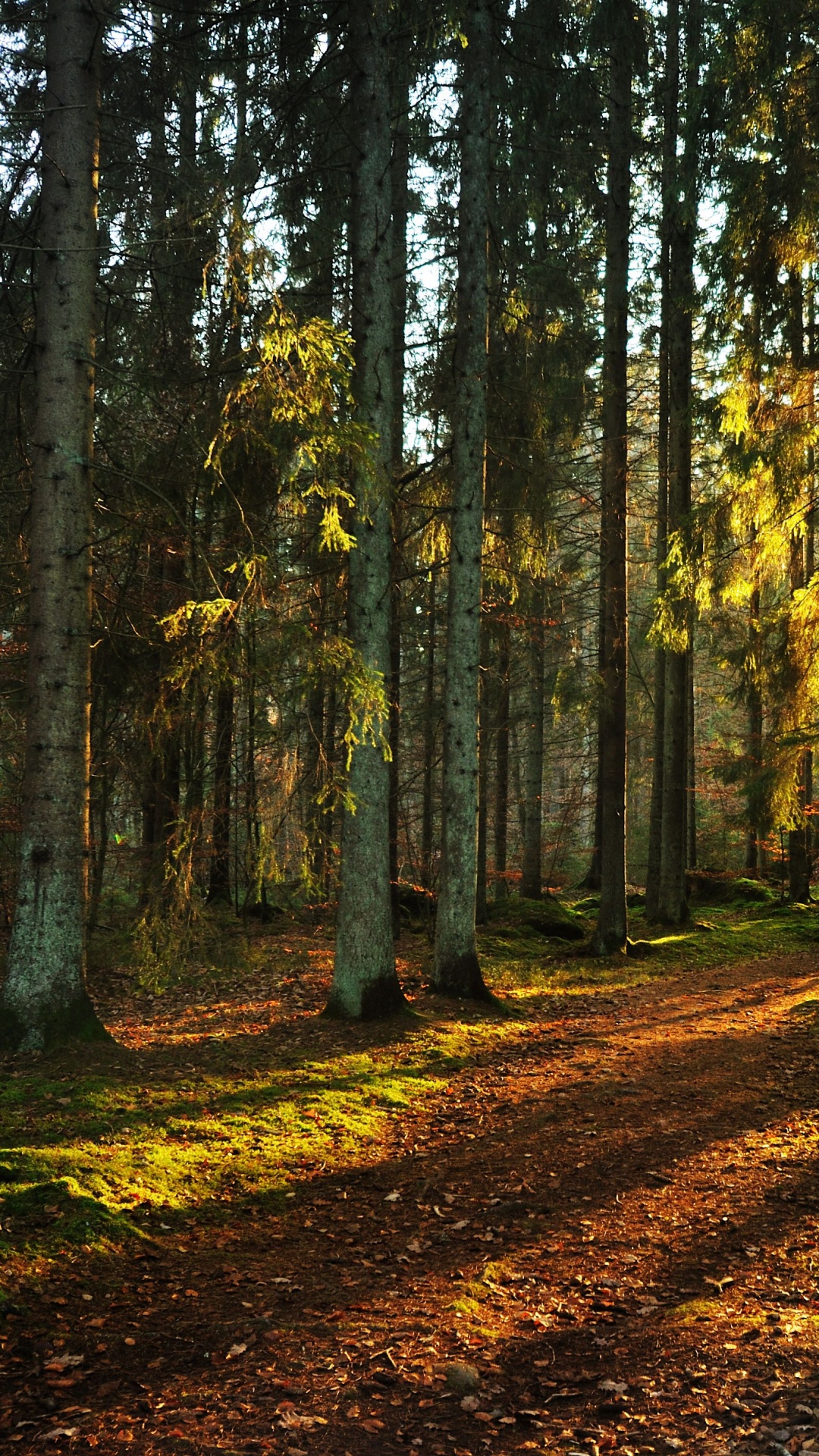 Обои закат, лес, дерево, природа, лесистая местность в разрешении 1080x1920
