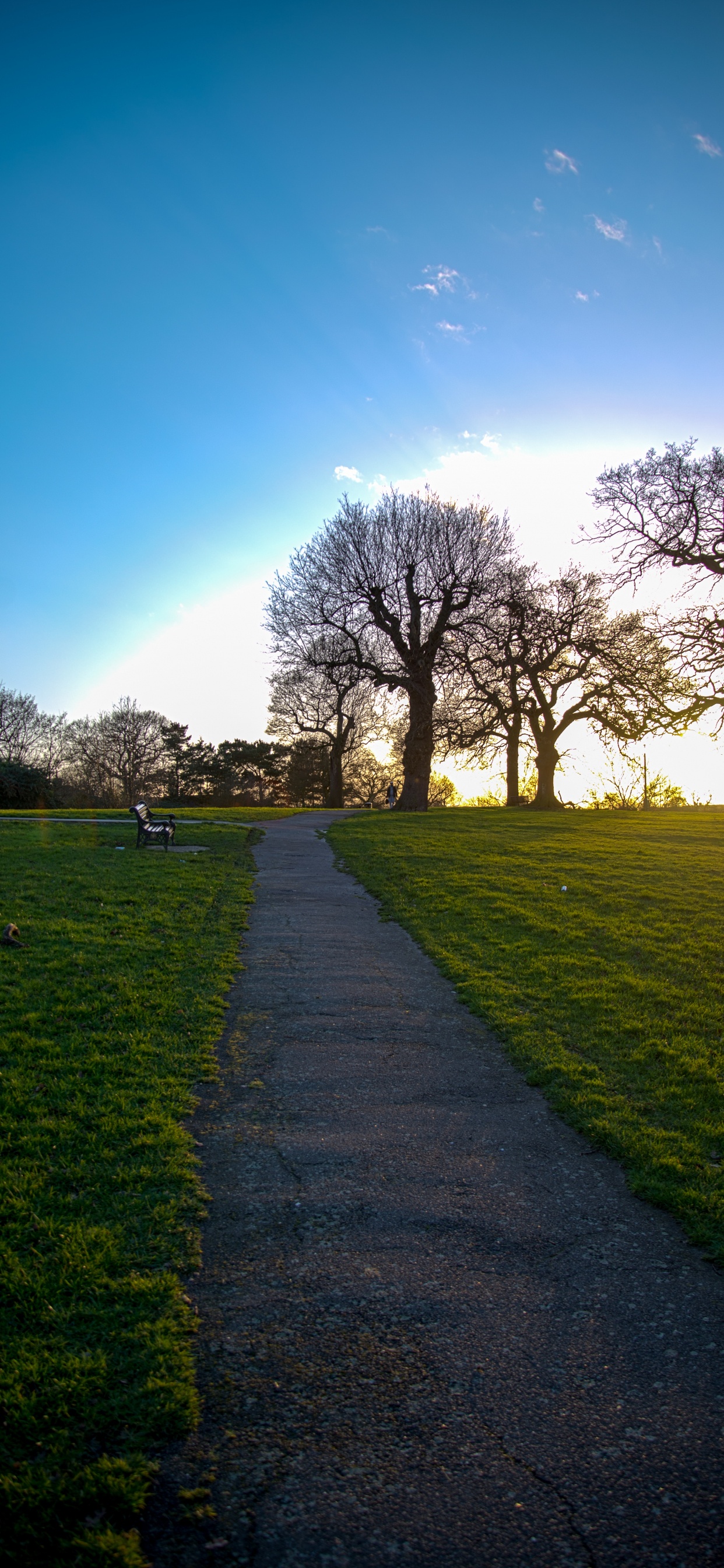 Обои природа, природный ландшафт, зеленый, дерево, утро в разрешении 1242x2688