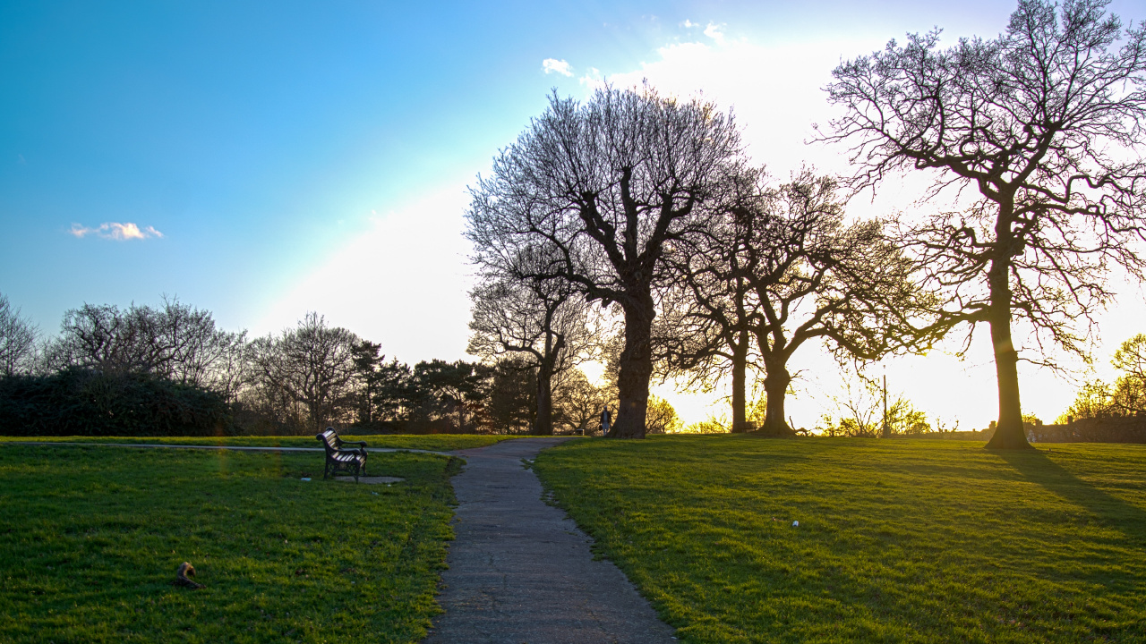 Обои природа, природный ландшафт, зеленый, дерево, утро в разрешении 1280x720