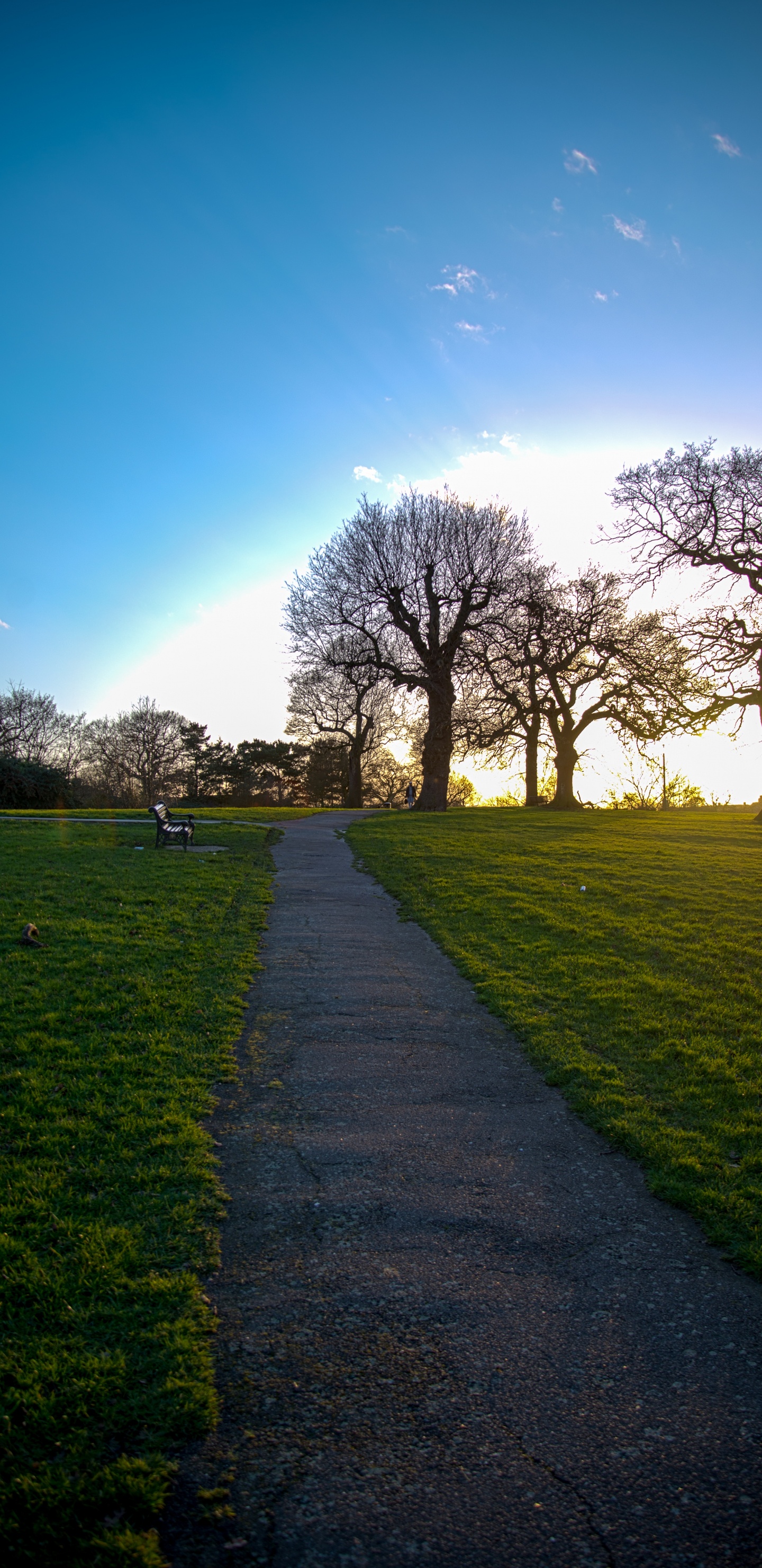 Обои природа, природный ландшафт, зеленый, дерево, утро в разрешении 1440x2960