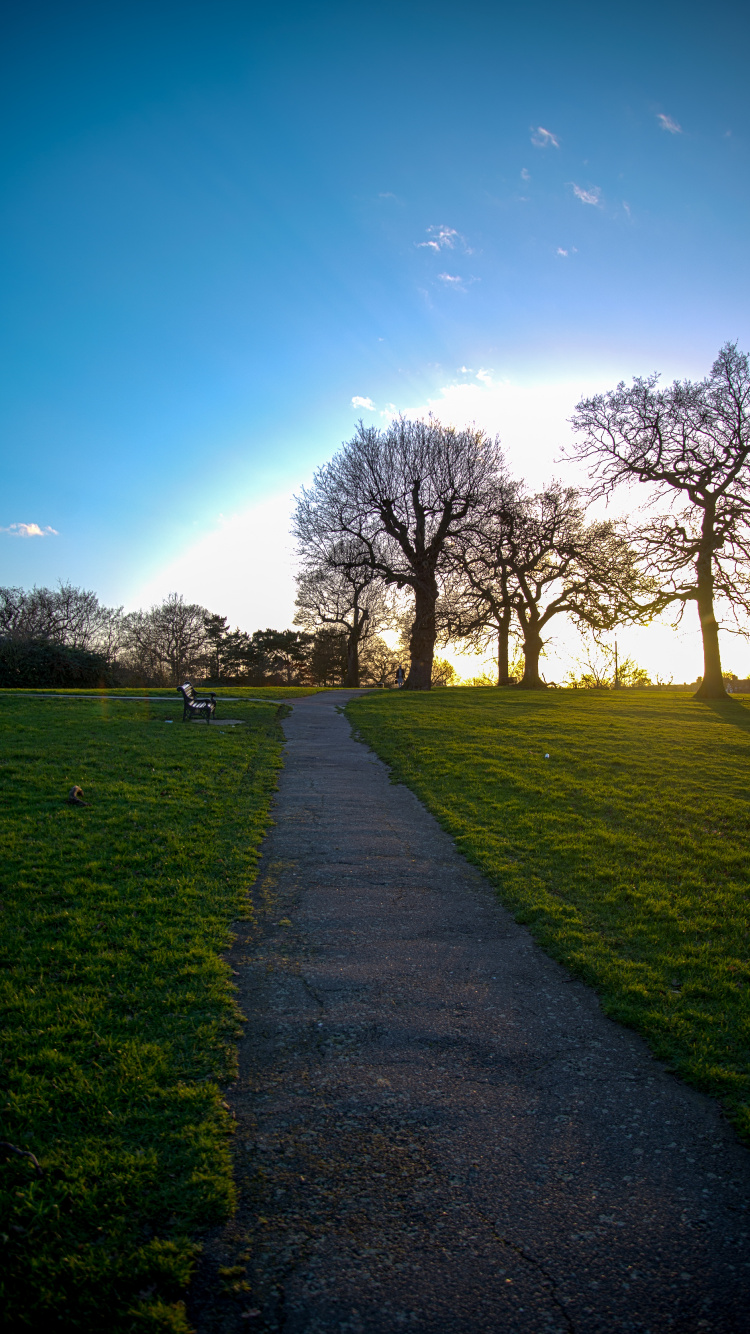 Обои природа, природный ландшафт, зеленый, дерево, утро в разрешении 750x1334