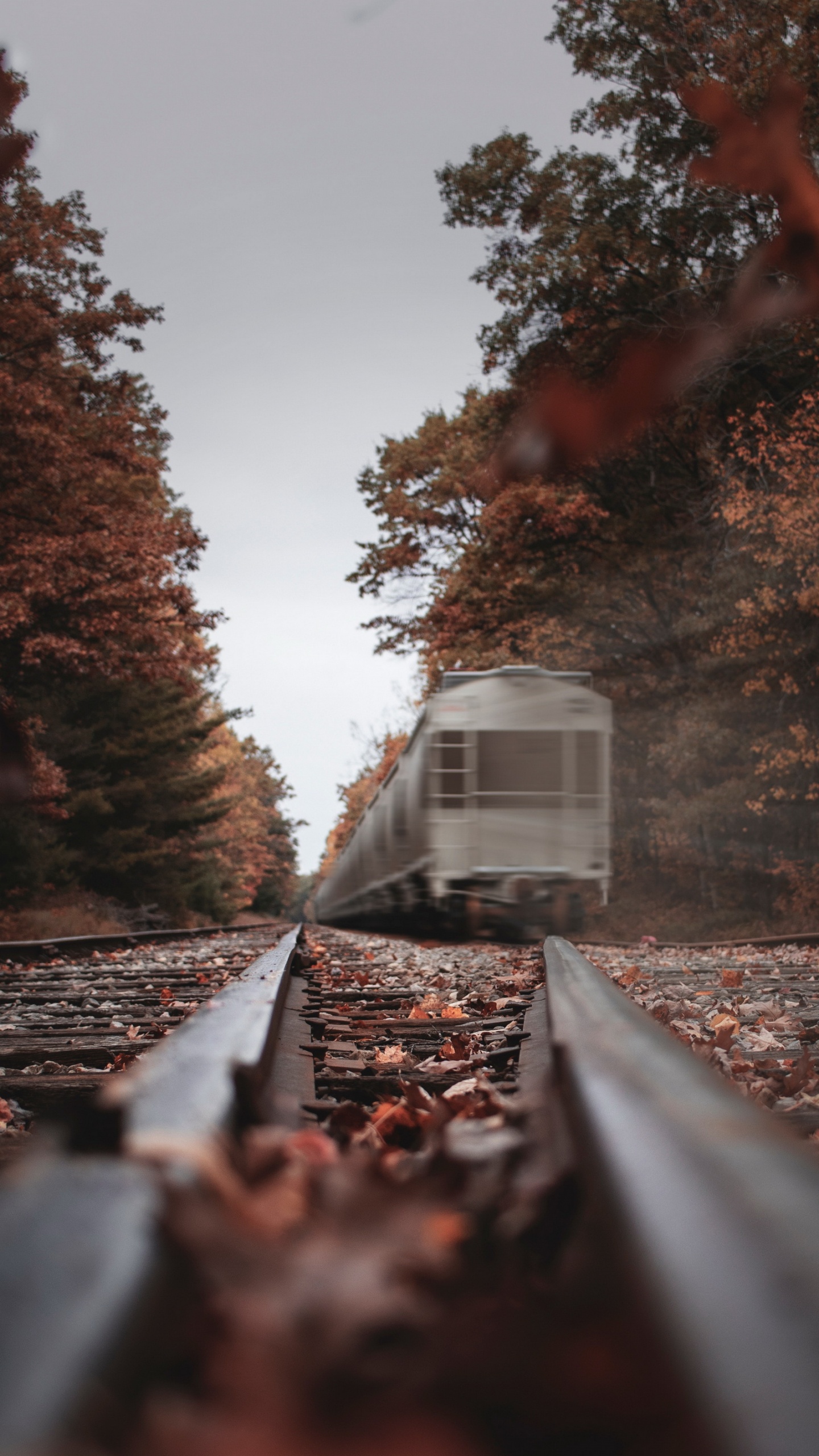 Обои арт, поезд, растение, трек, древесина в разрешении 1440x2560