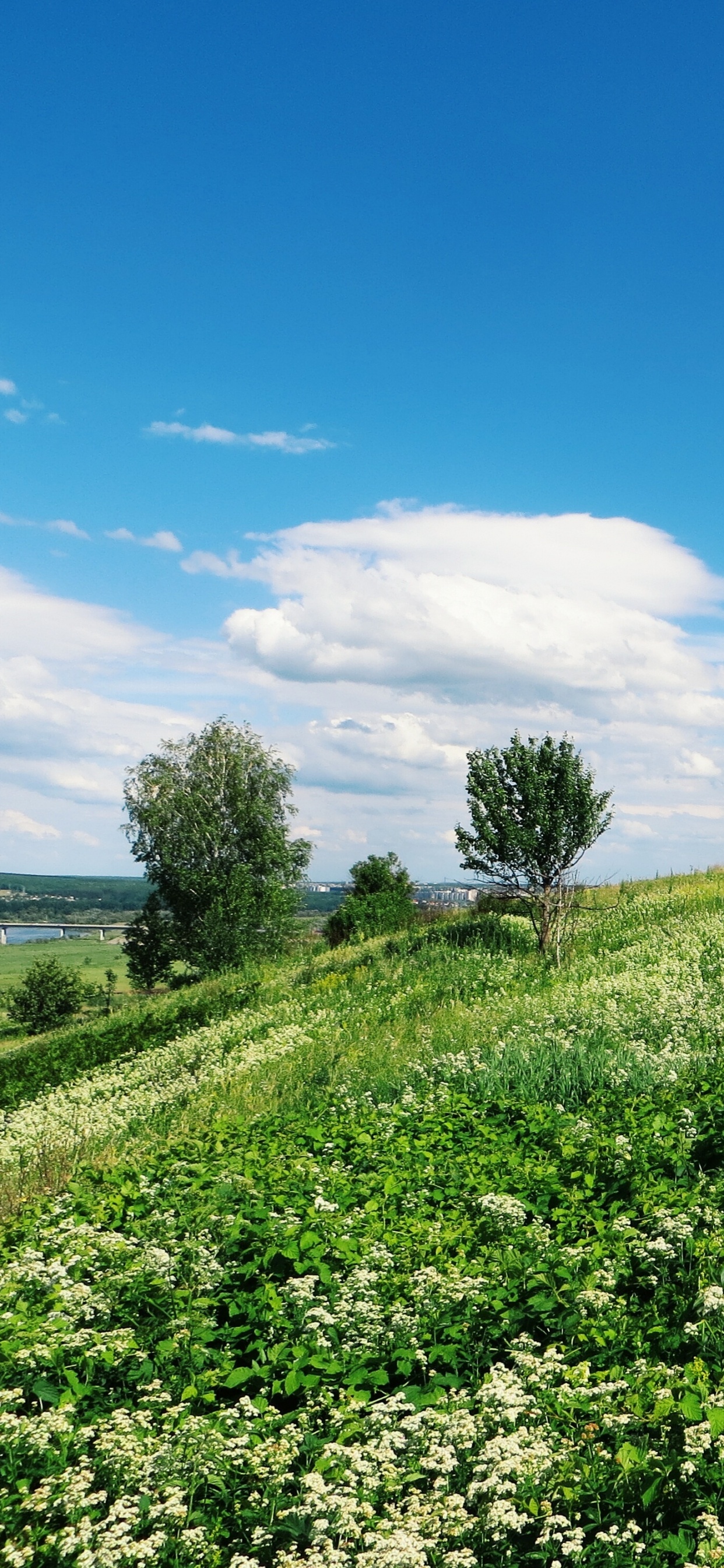 Обои сенокосное угодье, природа, поле, растительность, луг в разрешении 1242x2688