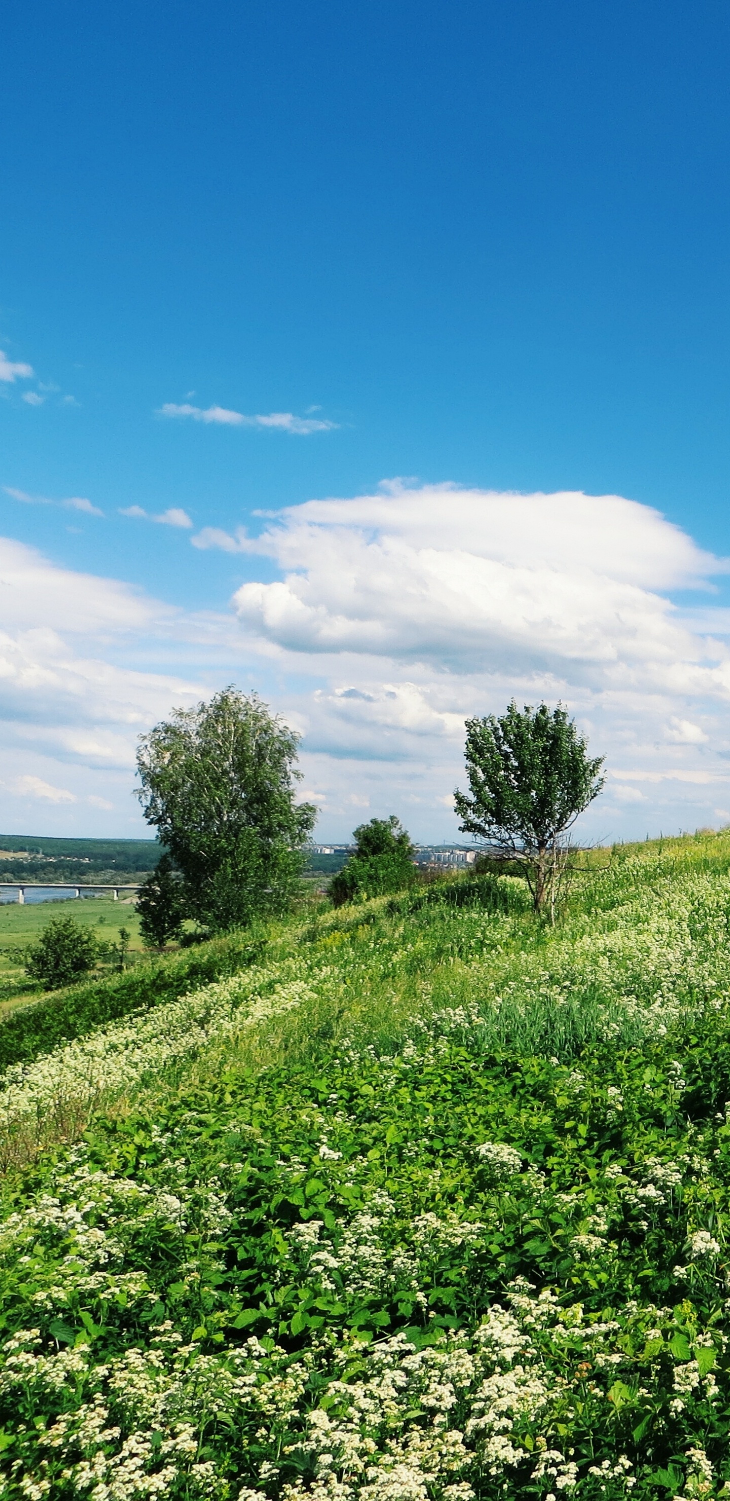 Обои сенокосное угодье, природа, поле, растительность, луг в разрешении 1440x2960